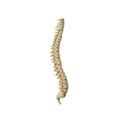 Spine